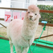 大阪市|おでかけイベント情報 動物園・図書館・行政イベント【10月30日更新】vol.2