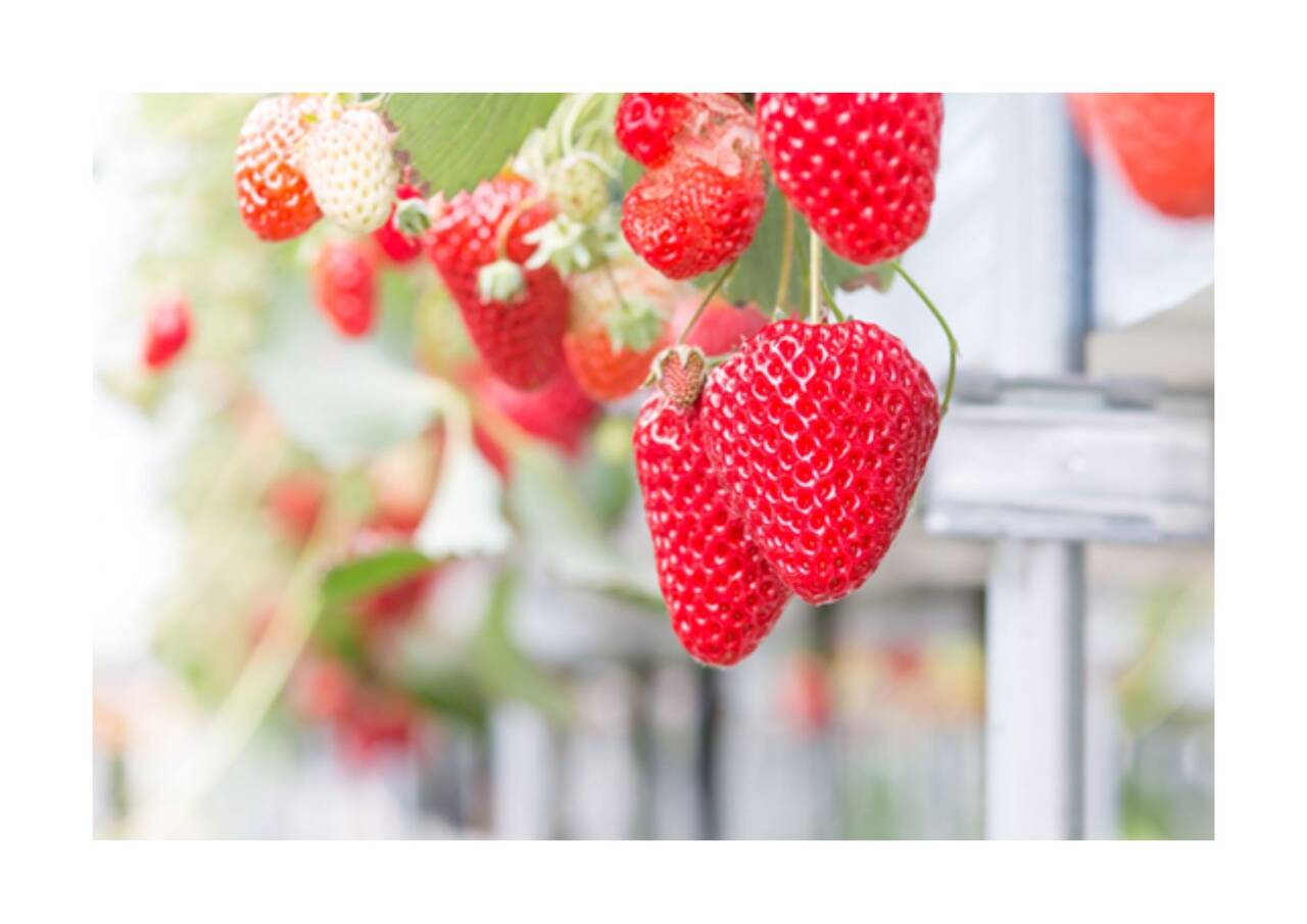 2/15（日）「出張農園でいちご収穫体験」参加者募集！／ロンモール布施