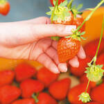 わくわく、おいしい いちご狩りに行こう♪｜チェック！まみママ