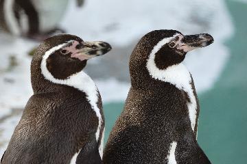 ペンギンガイド